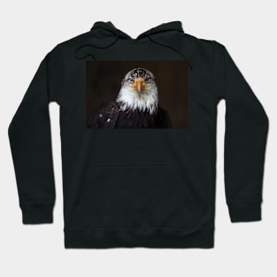 Bald Eagle Hoodie